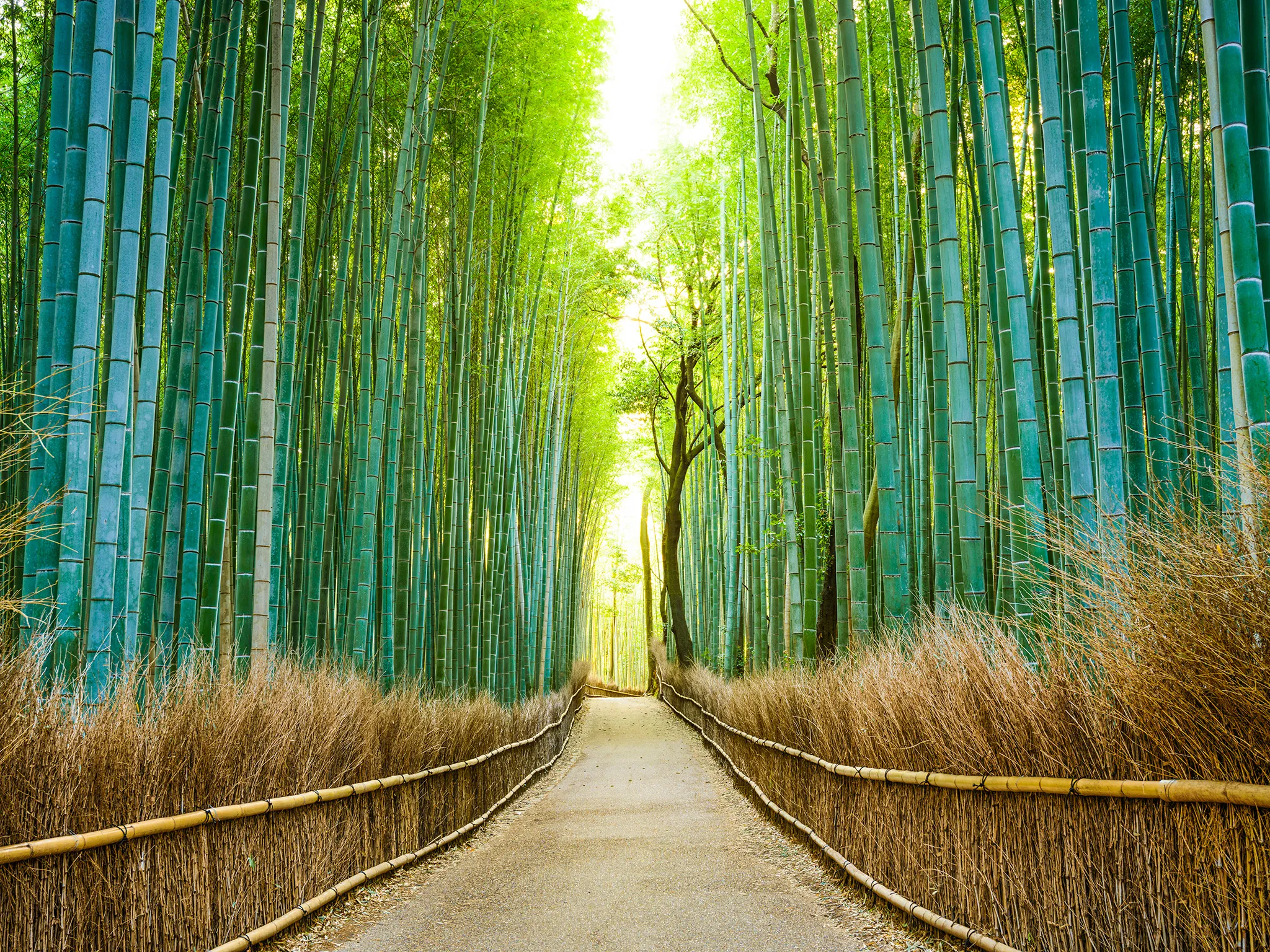 Forêt de bambous